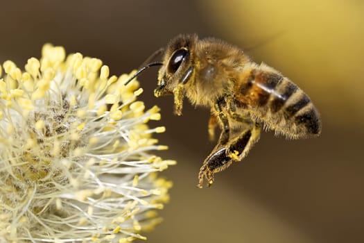 Bee in a pasture