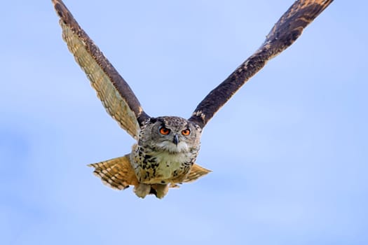 Flying Eagle Owl