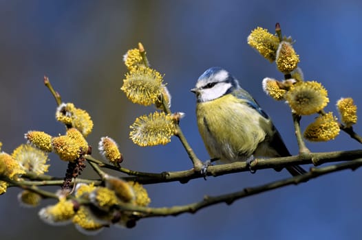 Blue in spring