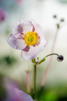 Pale pink flower Japanese anemone, close-up. Note: Shallow depth of field