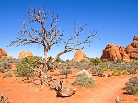Nature National Park, Utah. The landscape and rocks. Roads and propinki Park, Utah.