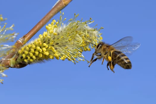 Bee on the willow kitten