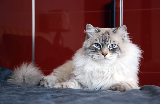 Cats, a lovely fluffy a pets