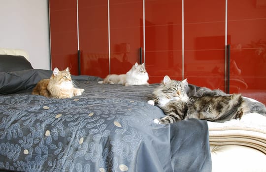 Cats, a lovely fluffy a pets