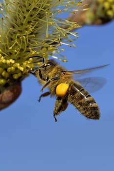 Bee on the willow kitten