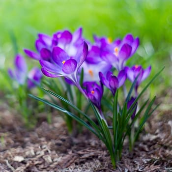 crocus - one of the first spring flowers