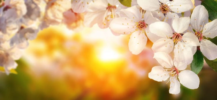 Beautiful cherry blossoms at sunset,backlit closeup,panoramic format,also suitable as frame or background with copy space