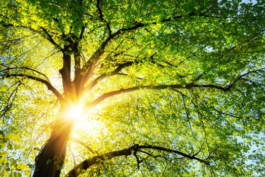 The sun shines warmly through the canopy of a green lime tree