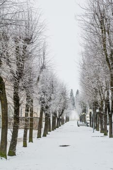 City park in the winter, the trees covered with hoarfrost