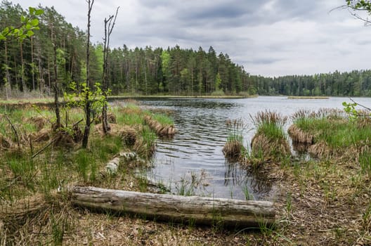 Spring landscape in the forest lake