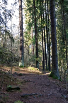 the sun is shining down between the trees on the stone