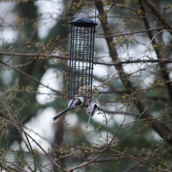 two little beutiful bird watching and eating from the feed in the three