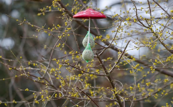 feeding the bird with suet balls hanging in the tree