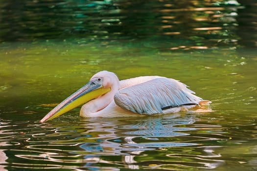 Pelican on Water Surface of the Pond
