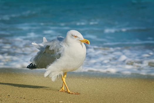 Seagull Walking by the Beach of Black Sea