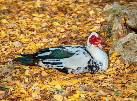 Muscovy Duck Resting on the Autumn Leaves
