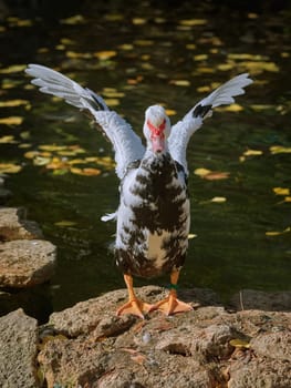 Muscovy Duck Dries its Wings on the Bank of the Pond