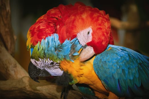 Portrait of the Macaw Parrot over the Yellow Background
