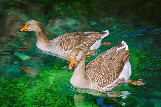Pair of Geese Swims Down the River