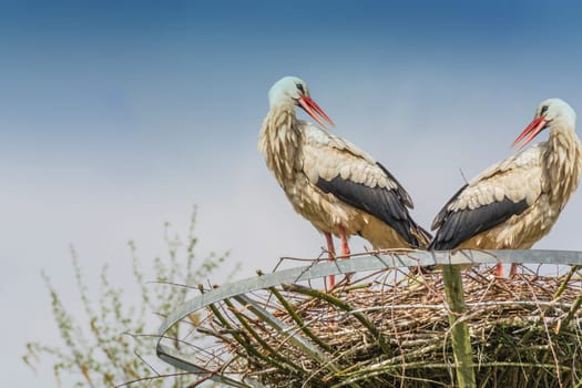 Two storks on the nest building a nest.