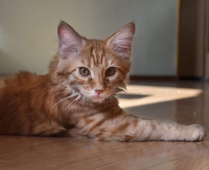 Cats, a lovely fluffy a pets