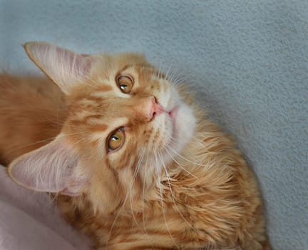 Cats, a lovely fluffy a pets