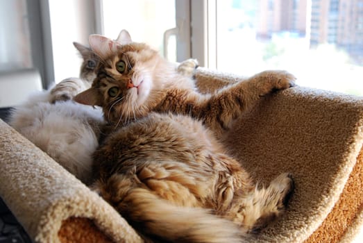 Cats, a lovely fluffy a pets