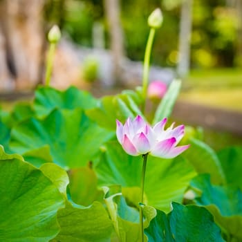 Closeup photo of the lotus flower