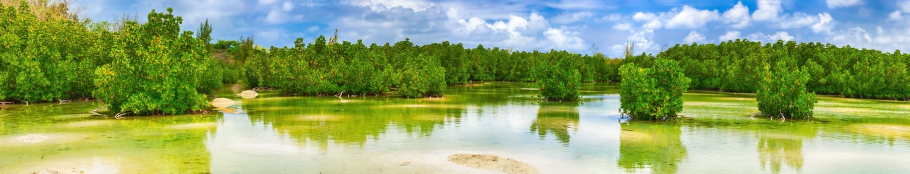 View of mangroves. Mauritius island. Panorama