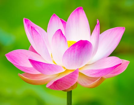 Closeup photo of the lotus flower