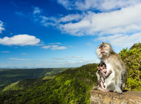Monkeys at the Gorges viewpoint. Black River Gorges national park. Mauritius.