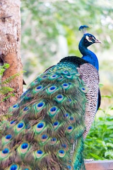 View of a peacock near Tulum, Mexico