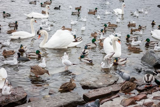 white swans and ducks on river in Prague