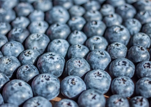 fresh big delicious blueberries in sun light selective focus