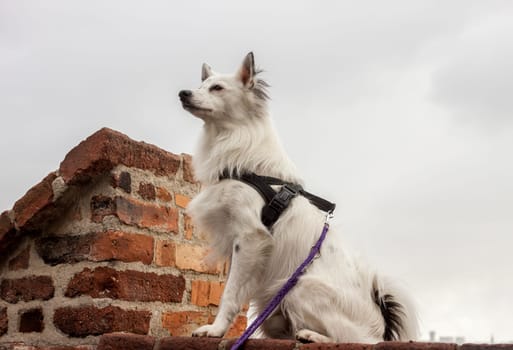 cute white dog sitting on brick wall over Prague city