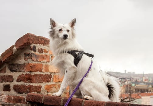 cute white dog sitting on brick wall over Prague city
