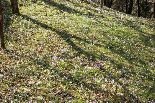 beautiful spring violet crocuses and white snowdrops blooming in forest