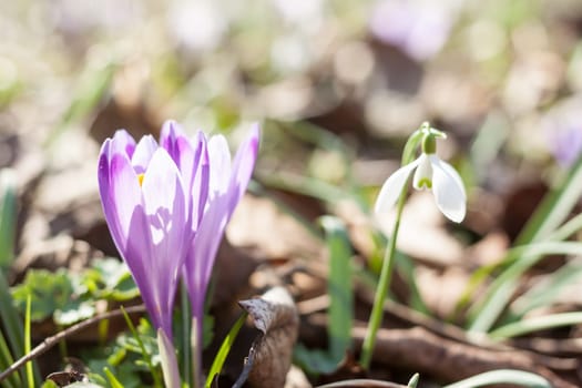 beautiful spring violet crocuses and white snowdrops blooming in forest