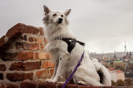 cute white dog sitting on brick wall over Prague city