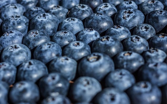 fresh big delicious blueberries in sun light selective focus