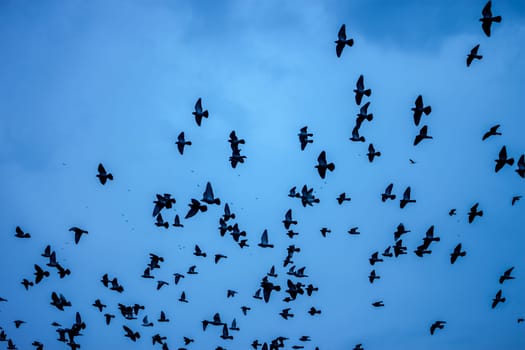 flock of birds on dark blue mysterious sky background
