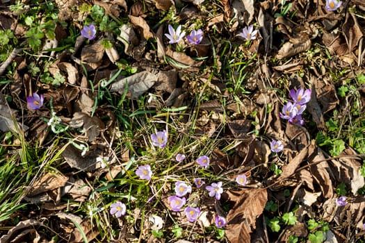 beautiful spring violet crocuses and white snowdrops blooming in forest