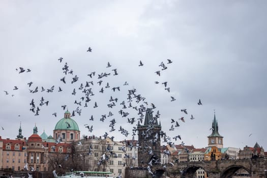 birds flying over Prague old town on cloudy sky background