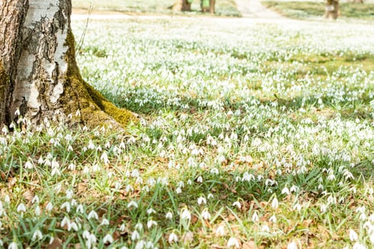 many beautiful spring white snowdrops blooming in nature