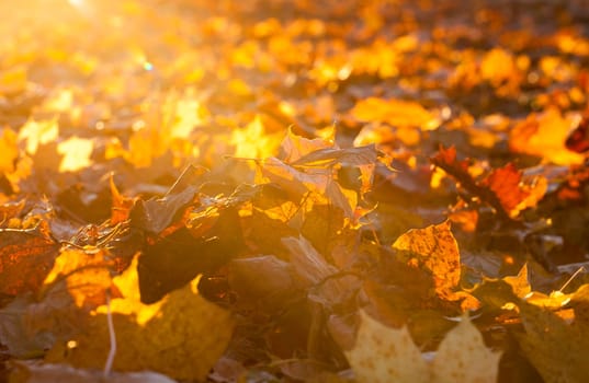 lying on the ground maple foliage The fallen during the autumn season. Photo taken closeup. Small depth of field. Sunny weather and foliage visible sun rays