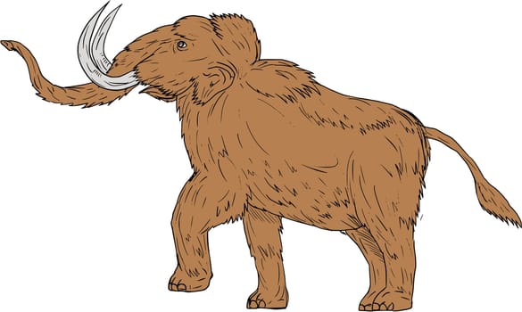 Drawing sketch style illustration of a woolly mammoth, Mammuthus primigenius, a prehistoric elephant that lived during the Pleistocene epoch and one of the last mammoth species prancing viewed from the side set on isolated white background.