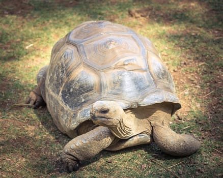Aldabra giant tortoise (Aldabrachelys gigantea).