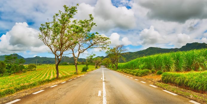 Trees in bloom and sugar cane plantations on a quite road among green hills landscape, Mauritius. Panorama