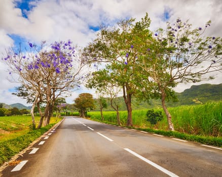 Trees in bloom and sugar cane plantations on a quite road among green hills landscape, Mauritius