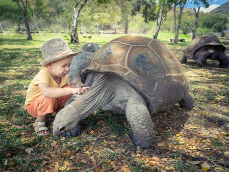 Child touching Aldabra giant tortoise. Mauritius